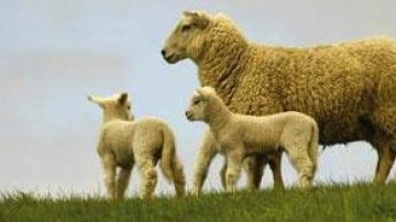 Handelshuis Barentz neemt meerderheidsbelang in landgenoot Globe Ingredients