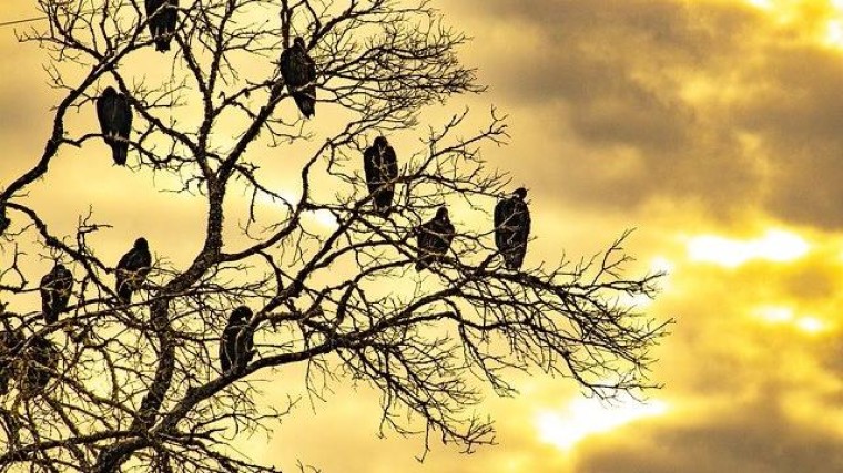 Eigenaar Miss Etam en Steps nu ook in Nederland failliet