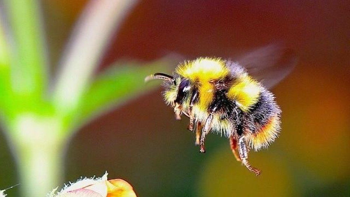 Dating-app Bumble wil tot 1 miljard dollar ophalen bij beursgang