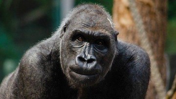 Activistische aandeelhouder roert zich bij Just Eat Takeaway