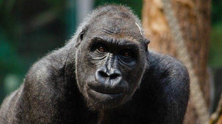 Activistische aandeelhouder roert zich bij Just Eat Takeaway