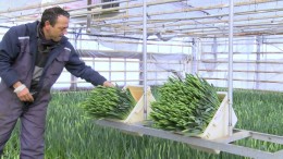 Pitch Best Small Cap Deal 2016: Dümmen Orange neemt 100% aandelen over van Hobaho