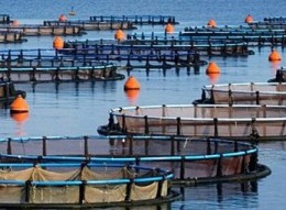 Markt verwacht tegenbod Cargill in strijd om Nutreco